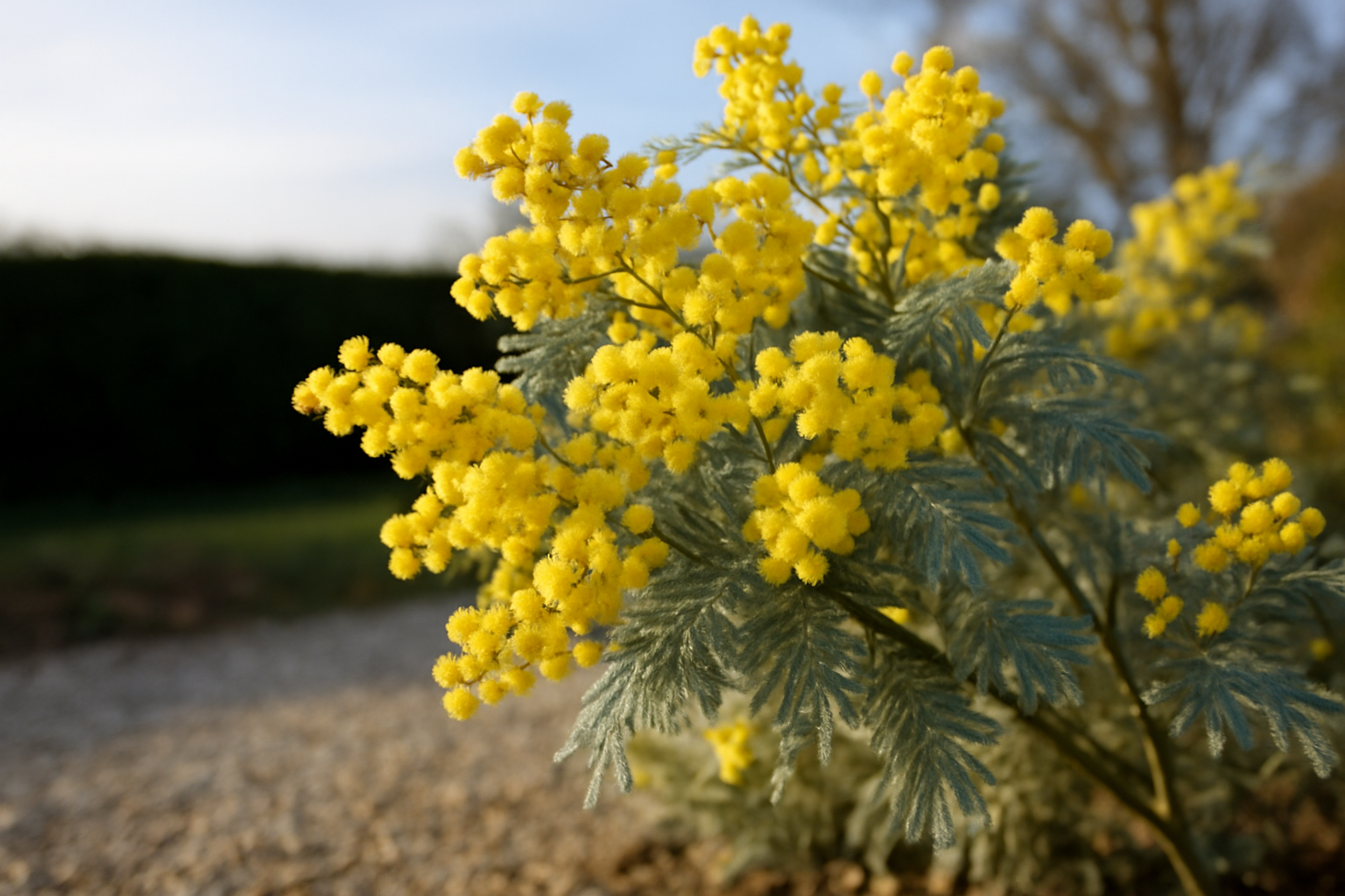 Fleurs jaunes en pompons de l’acacia dealbata silver wattle dans un jardin ensoleillé
